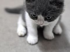 -御宝贝·A梦猫科宠物医院(国际猫友好医院)