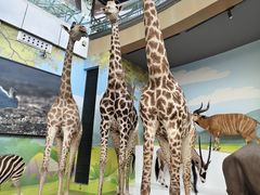 -陕西自然博物馆