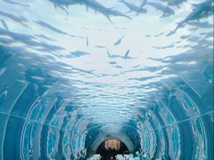 -涛·海底餐厅·美人鱼·自助餐·海底隧道(三亚海棠湾洲际度假酒店)