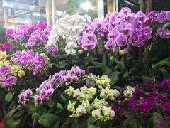-宝鸡东道花鸟鱼虫市场(吉利花园商场店)