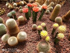 -南通洲际绿博园