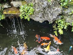 -华园农庄·特色炭烧鸡·北江河鲜