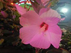 -兴芮温泉度假区