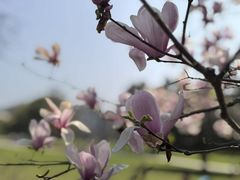 -武汉大学-樱园