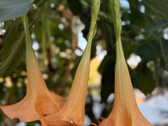 -北京植物园-展览温室