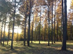 -塞罕坝国家级自然保护区