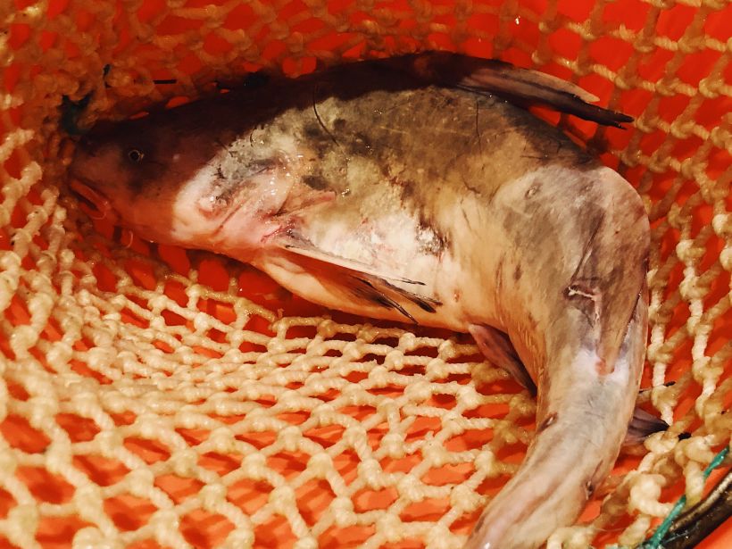 小包纸探店 | 一口云南抚仙湖石锅湖团鱼,一口鲜