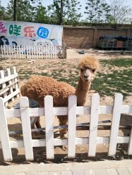 -上美四季动物农场