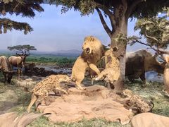 -国家自然博物馆