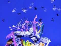 -上海海昌海洋公园