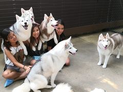 -TrueLove @ Neverland (Husky Cafe)