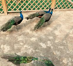 -萌宠亲子动物乐园(槐房万达店)