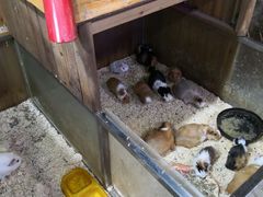 -上海大自然野生昆虫馆(东方明珠·爬宠昆虫探索中心)