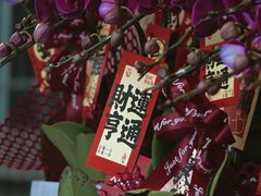 -溪岸路花鸟市场