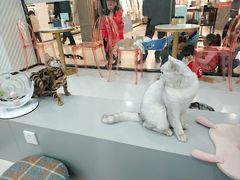 -糯米喵星人·撸猫猫舍咖啡馆(西市场嘉华店)