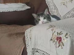 -嘉馨宠物医院·CT影像转诊·心脏科·犬猫全科诊疗中心(下沙大学城院区)
