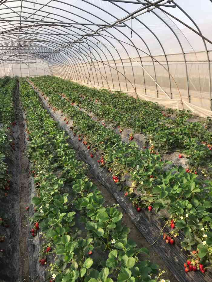 小吴奶油草莓园-"其实路并没有大家说的那么难找只是有些路.