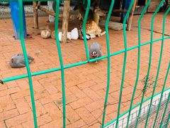 -大鹅岛绿色生态美食园