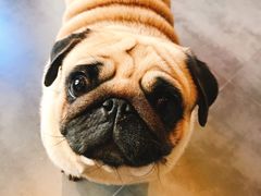 -MOLLY'S萌宠生活馆