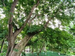 -成都市活水公园