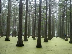 -渌洋湖湿地公园