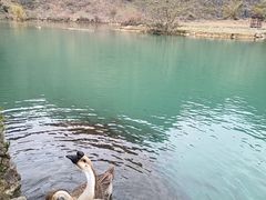 -靖西鹅泉风景区