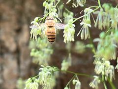 -牛背梁国家森林公园