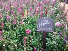花-保利石象湖景区