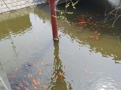 -第五季龙水凤港生态露营农场