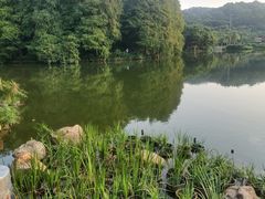 -深圳仙湖植物园