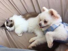 -怪兽屋·羊驼·猫咖·狗咖(俊华广场店)