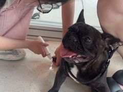 -帕帕拉兹宠物(亚洲旗舰店)