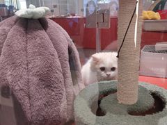 -babydoll猫舍·米努特·德文·缅因(久光中心店)