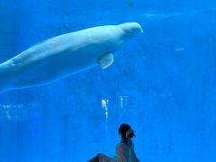 -海合安成都极地海洋公园