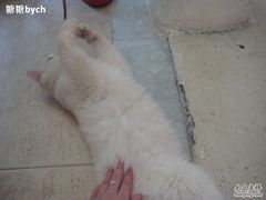 -Babycat私家御饼屋(龙头路一店)