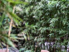 竹林里的茶室-成都保利公园皇冠假日酒店(熊猫基地店)