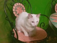 -猫猫幼稚园·撸猫·桌游·电玩