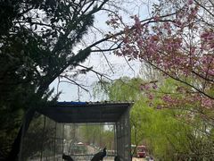 -盛世牡丹苑生态文化旅游区