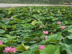 -蒲河岛湿地公园