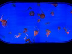 -合肥海洋世界