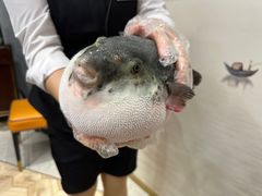 -鲐赏河豚(长寿店)