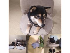 -逗柴咖啡屋·狗咖猫咖宠物桌游