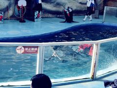 -泉州海丝野生动物世界