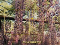 -嘉定紫藤园