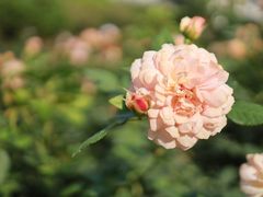 -人民公园(罗湖区)