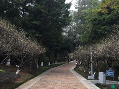 -玉树公园