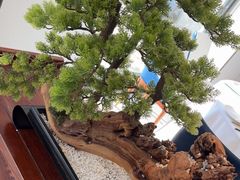 -顺峰(农展馆店)