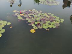 -白洋淀景区