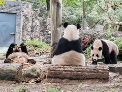 -都江堰中华大熊猫苑