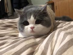 -欣宠猫屋·矮脚拿破仑·蓝金金渐层